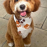 Dexter joined the competition — help win amazing prizes! dog, puppy, brown, white, bandana, paw_prints, fur, cute, happy, tongue_out, pet, animal, sitting, floor, indoor, tile_floor, small_dog, fluffy, friendly, adorable