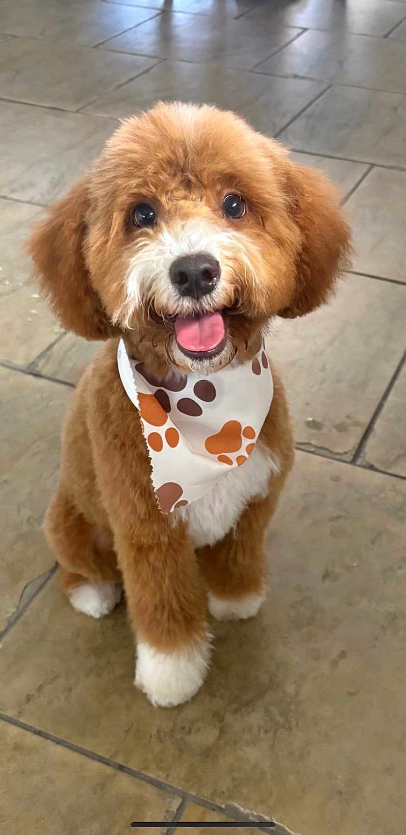 Dexter joined the competition — help win amazing prizes! dog, puppy, brown, white, bandana, paw_prints, fur, cute, happy, tongue_out, pet, animal, sitting, floor, indoor, tile_floor, small_dog, fluffy, friendly, adorable