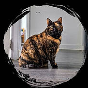 Leyna a rejoint le concours — aidez-le/la à gagner de superbes lots ! cat, tortoiseshell, pet, animal, indoor, floor, wooden_floor, sitting, looking, ears, whiskers, fur, eyes, black, orange, brown, white_wall, doorway, home, artistic_frame