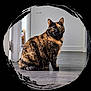 cat, tortoiseshell, pet, animal, indoor, floor, wooden_floor, sitting, looking, ears, whiskers, fur, eyes, black, orange, brown, white_wall, doorway, home, artistic_frame