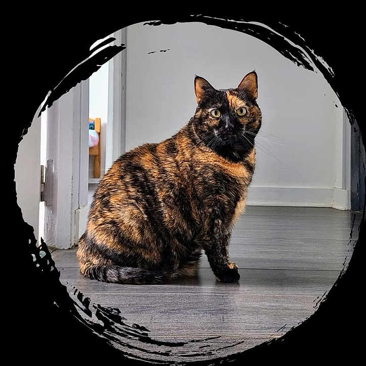 Leyna a rejoint le concours — aidez-le/la à gagner de superbes lots ! animal, artistic_frame, black, brown, cat, doorway, ears, eyes, floor, fur, home, indoor, looking, orange, pet, sitting, tortoiseshell, whiskers, white_wall, wooden_floor