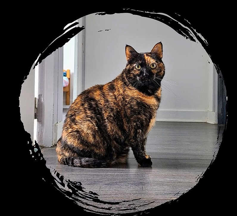 Leyna a rejoint le concours — aidez-le/la à gagner de superbes lots ! cat, tortoiseshell, pet, animal, indoor, floor, wooden_floor, sitting, looking, ears, whiskers, fur, eyes, black, orange, brown, white_wall, doorway, home, artistic_frame