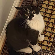 Giyit joined the competition — help win amazing prizes! cat, black_and_white, indoor, curious, sitting, patterned_rug, pet, whiskers, feline, cute, animal, young_cat, floor, looking_up, tail, ears, fur, domestic_cat, house_pet, alert