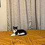 Giyit joined the competition — help win amazing prizes! cat, kitten, black_and_white, tuxedo_cat, bed, bedspread, curtains, indoor, pet, animal, feline, cute, lying_down, yawning, playful, cozy, resting, domestic, fur, whiskers