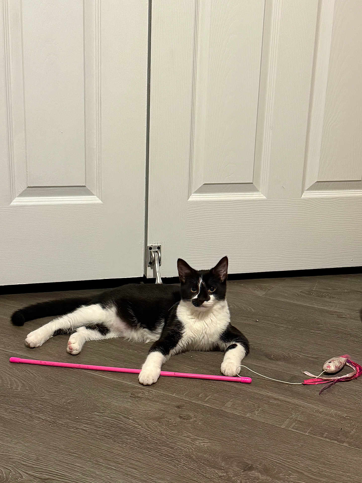 Giyit is registered to the contest to win money with this photo: cat, black_and_white, pet, animal, floor, toy, mouse_toy, pink, wooden_floor, door, white_door, indoor, relaxed, lying_down, paw, curious, feline, domestic_cat, playful, household