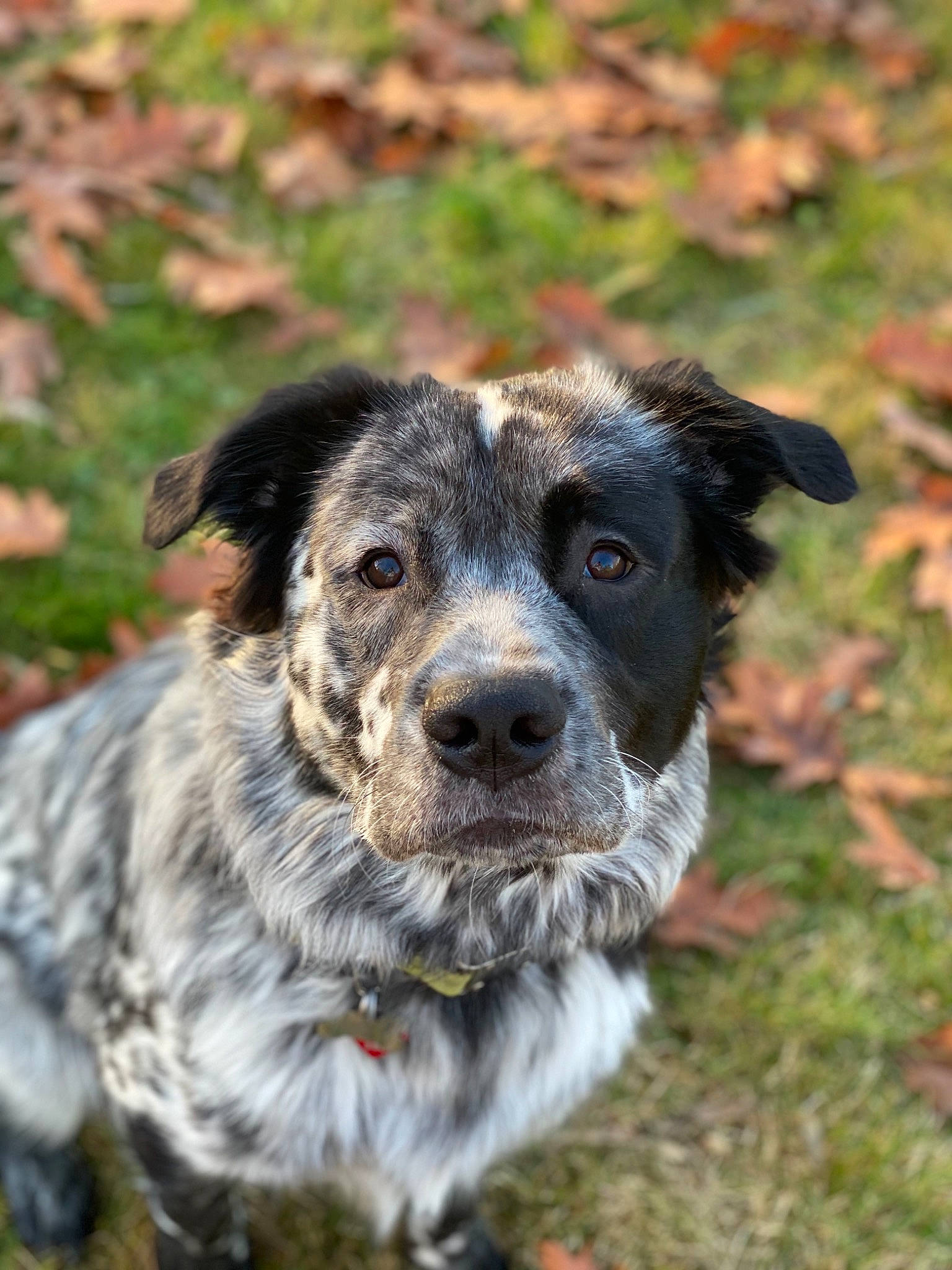 Oakley joined the competition — help win amazing prizes! canidae, carnivore, collar, companion_dog, dog, dog_breed, dog_collar, fang, fur, grass, hunting_dog, plant, snout, sporting_group, terrestrial_animal, whiskers, working_animal, working_dog