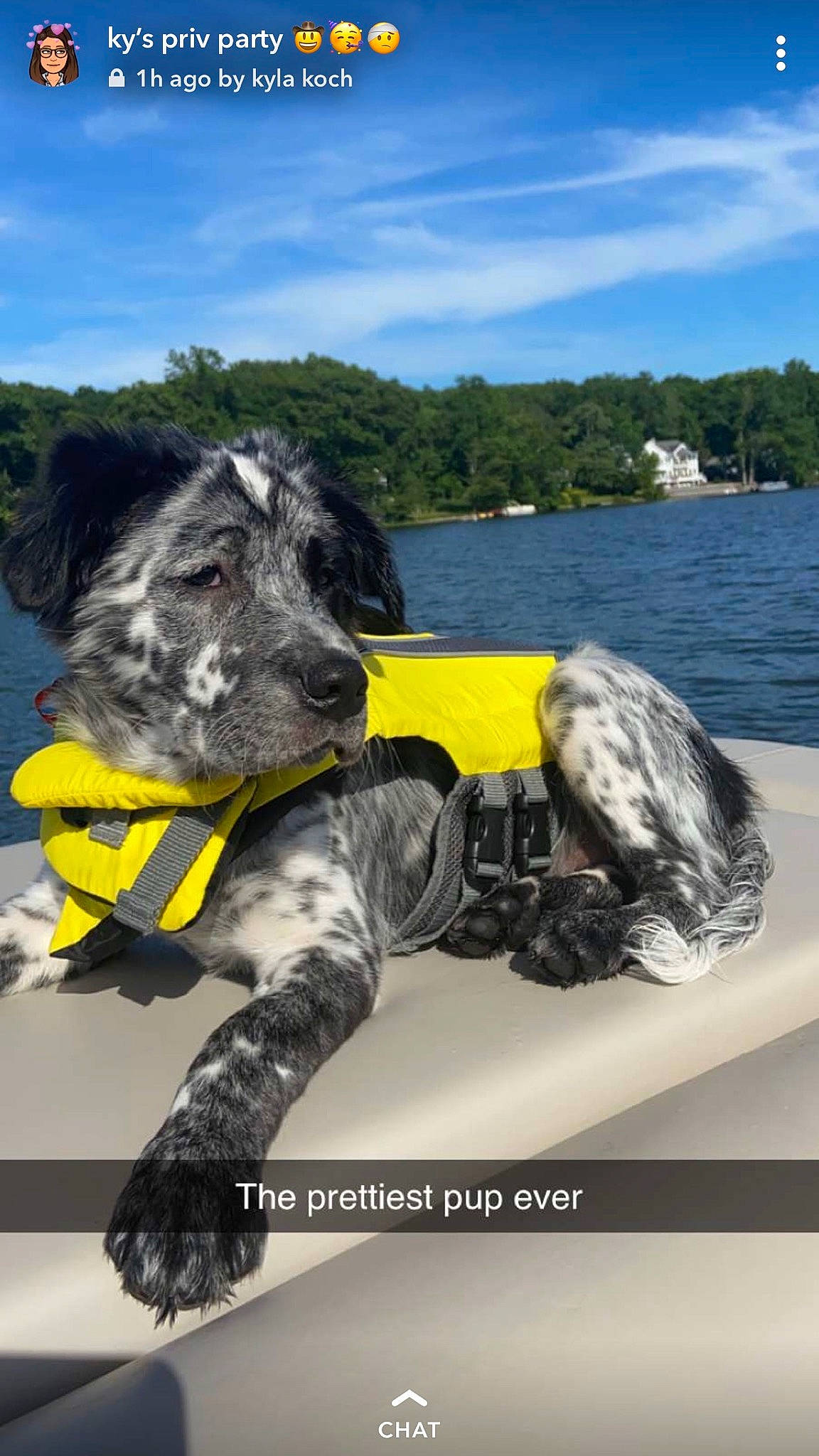 Oakley is registered to the contest to win money with this photo: canidae, carnivore, cloud, companion_dog, dog, dog_breed, dog_collar, lake, personal_protective_equipment, schnauzer, sky, snout, sporting_group, tail, terrier, toy, tree, vertebrate, water, working_animal