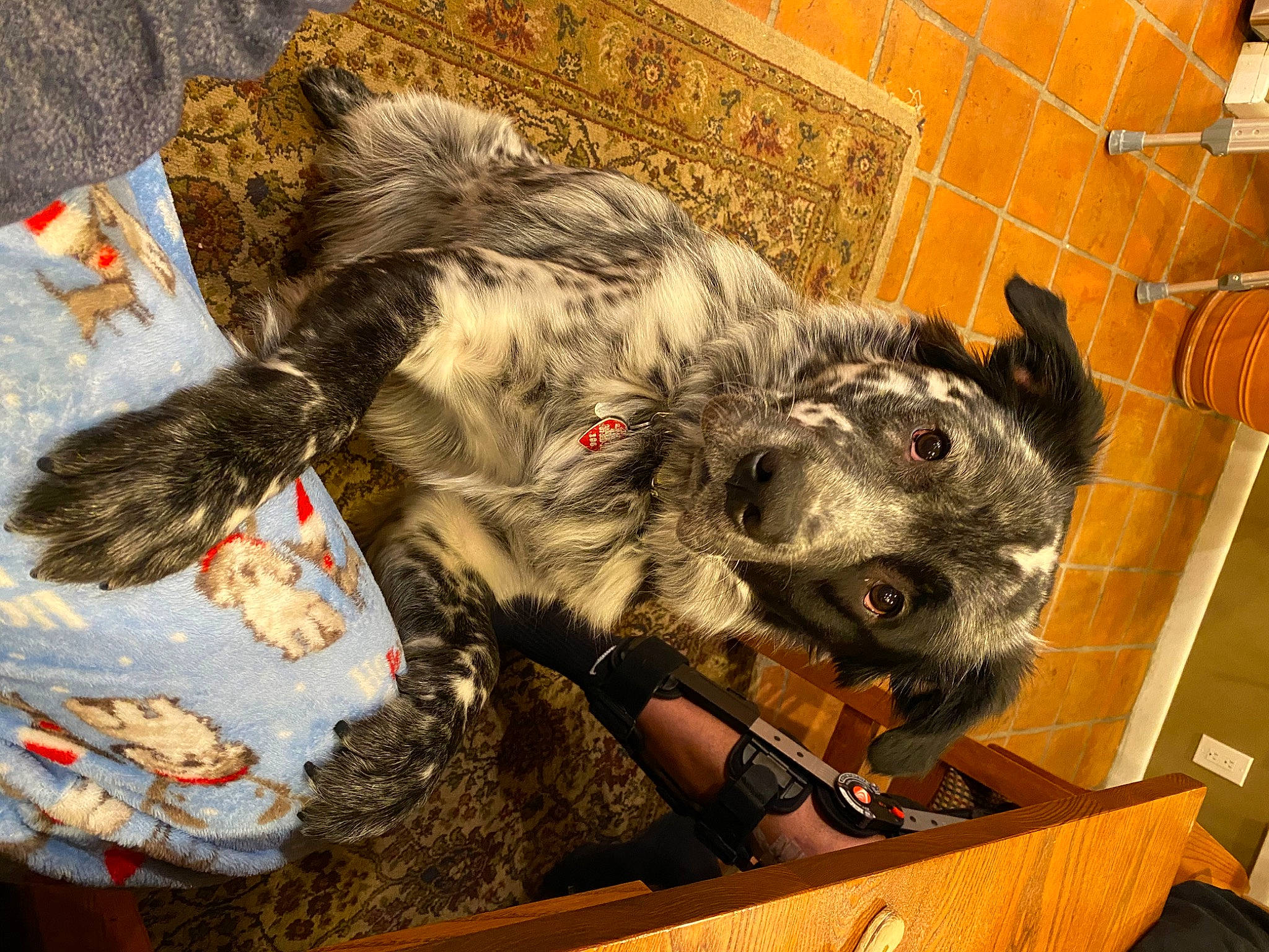 Oakley joined the competition — help win amazing prizes! canidae, carnivore, companion_dog, dog_breed, felidae, fur, mammal, small_to_medium_sized_cats, sporting_group, terrestrial_animal, toy, vertebrate, whiskers, working_animal