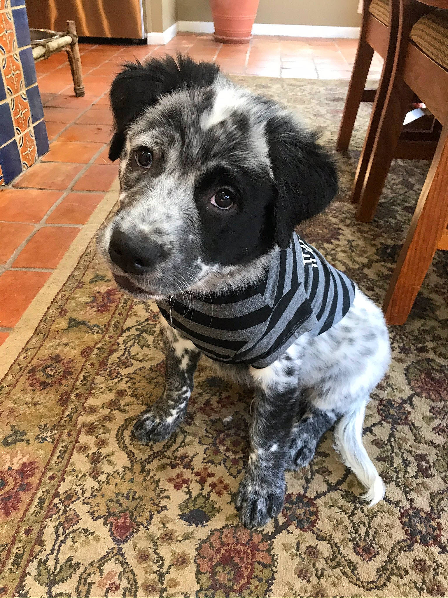 Oakley is registered to the contest to win money with this photo: borador, canidae, carnivore, chair, companion_dog, dog, dog_breed, fawn, flooring, fur, hardwood, non_sporting_group, plant, snout, sporting_group, texas_heeler, whiskers, wood, working_animal, working_dog