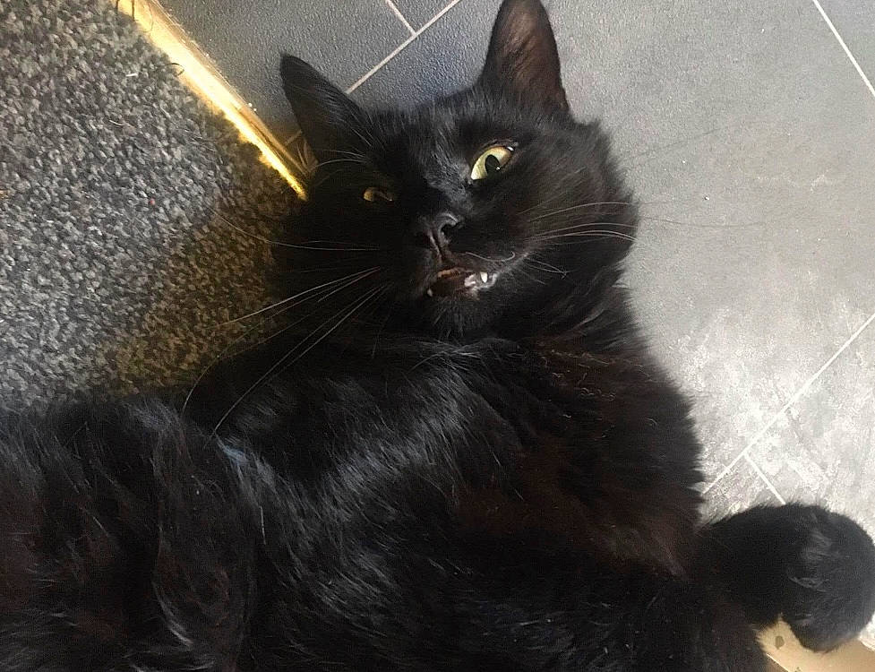 Loki joined the competition — help win amazing prizes! black_cat, bombay, carnivore, cat, claw, domestic_short_haired_cat, eye, felidae, flooring, fur, grey, iris, paw, sitting, small_to_medium_sized_cats, snout, tail, terrestrial_animal, whiskers, window