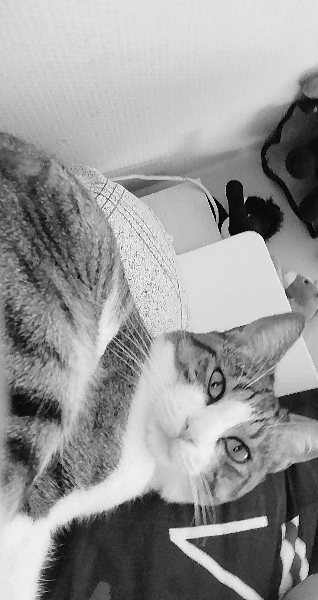 Kendji participe au concours pour gagner de l'argent avec cette photo : asian, black_and_white, carnivore, cat, domestic_short_haired_cat, ear, european_shorthair, eye, felidae, fur, kitten, leg, monochrome, monochrome_photography, photography, small_to_medium_sized_cats, snapshot, tabby_cat, whiskers, white