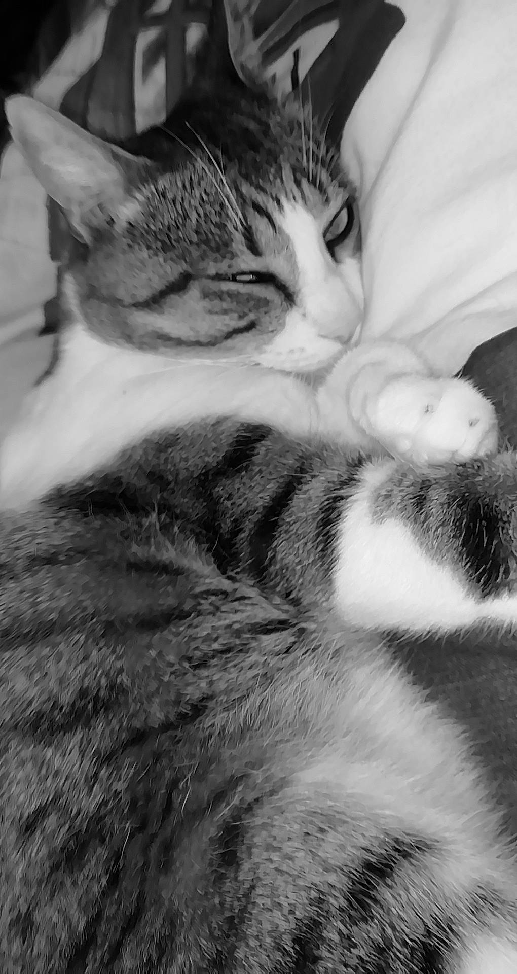 Kendji participe au concours pour gagner de l'argent avec cette photo : aegean_cat, american_shorthair, american_wirehair, asian, black_and_white, carnivore, cat, close_up, domestic_short_haired_cat, european_shorthair, eye, felidae, fur, kitten, monochrome, paw, small_to_medium_sized_cats, snout, tabby_cat, whiskers