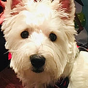 Angus joined the competition — help win amazing prizes! dog, white_dog, pet, close_up, portrait, fluffy, indoor, curious, ears, fur, animal, canine, companion, domestic_animal, looking, black_nose, cute, friendly, animal_face, household