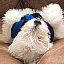dog, white, fluffy, harness, blue, lying_down, couch, pet, fur, nose, relaxed, indoor, animal, cute, sleeping, cozy, domestic, companion, resting, paw