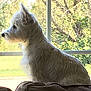 dog, white_dog, pet, indoor, window, couch, sitting, side_view, fluffy, fur, animal, domestic_animal, nature, tree, sunlight, relaxing, quiet, looking_out, home, daylight
