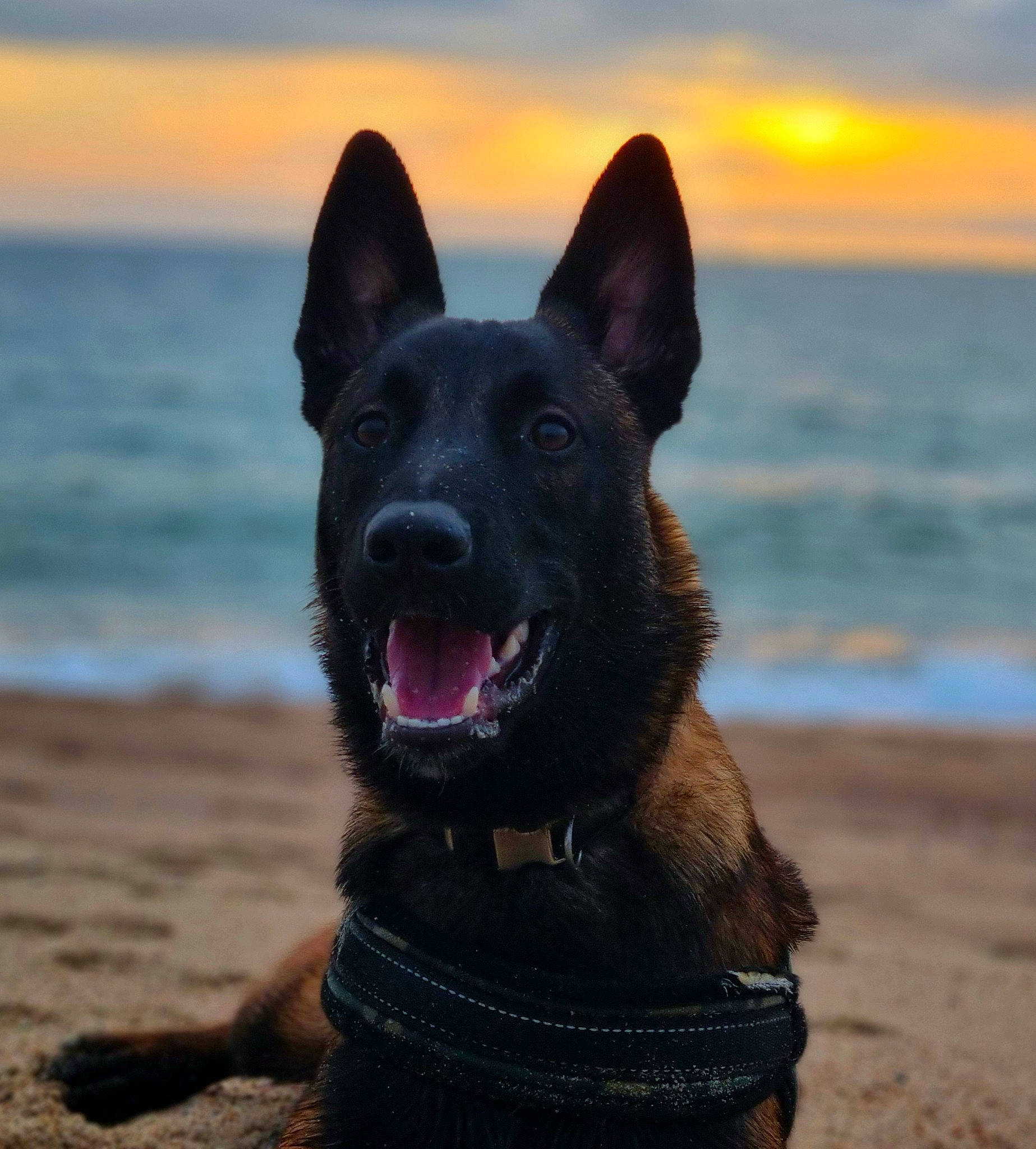 Nanouk a rejoint le concours — aidez-le/la à gagner de superbes lots ! beach, canidae, carnivore, cloud, collar, dog, dog_breed, electric_blue, evening, herding_dog, lake, light, ocean, sand, sky, snout, sporting_group, water, wind_wave, working_dog