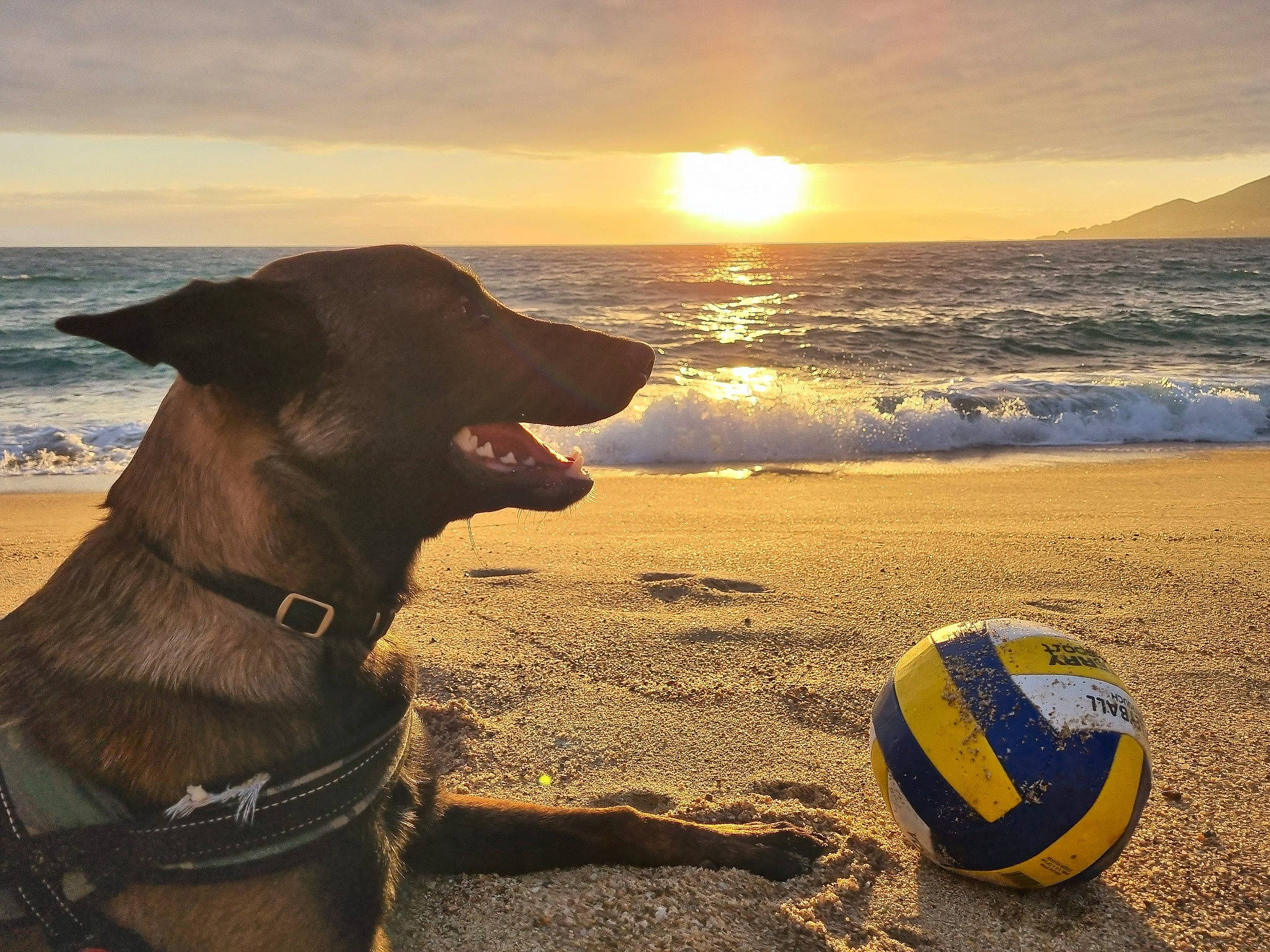 Nanouk a rejoint le concours — aidez-le/la à gagner de superbes lots ! ball, beach, body_of_water, carnivore, cloud, collar, dog, dog_breed, dog_collar, fawn, football, fun, light, people_in_nature, people_on_beach, sky, sports_equipment, summer, sunlight, water