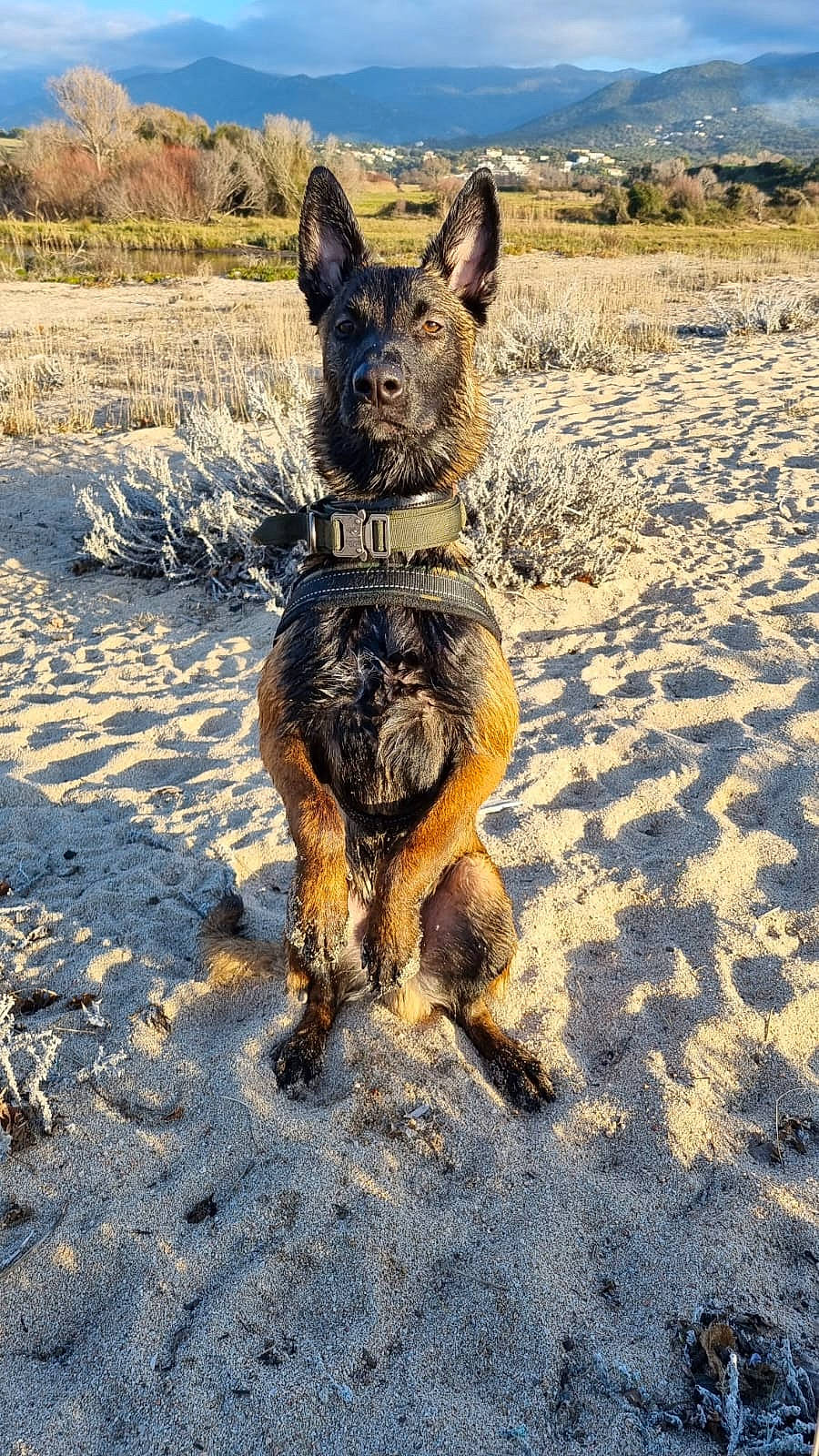 Nanouk a rejoint le concours — aidez-le/la à gagner de superbes lots ! beach, body_of_water, canidae, carnivore, dog, dog_breed, fawn, german_shepherd_dog, landscape, mountain, old_german_shepherd_dog, plant, rock, sky, soil, sporting_group, tail, terrier, wildlife, working_dog