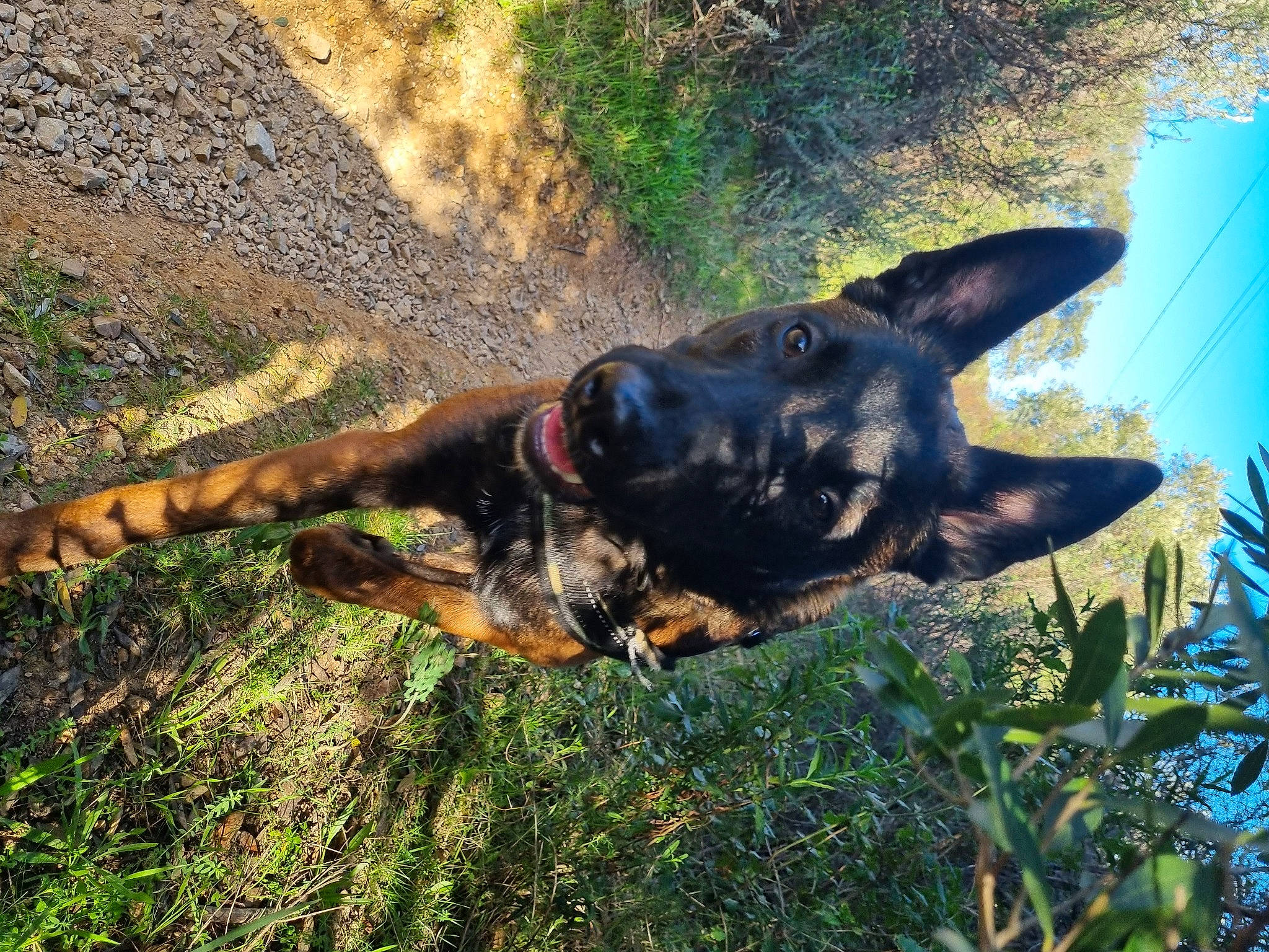 Nanouk participe au concours pour gagner de l'argent avec cette photo : canidae, carnivore, collar, companion_dog, dog, dog_breed, east_european_shepherd, fawn, german_shepherd_dog, grass, guard_dog, plant, snout, soil, sporting_group, tail, terrestrial_animal, tree, working_animal, working_dog