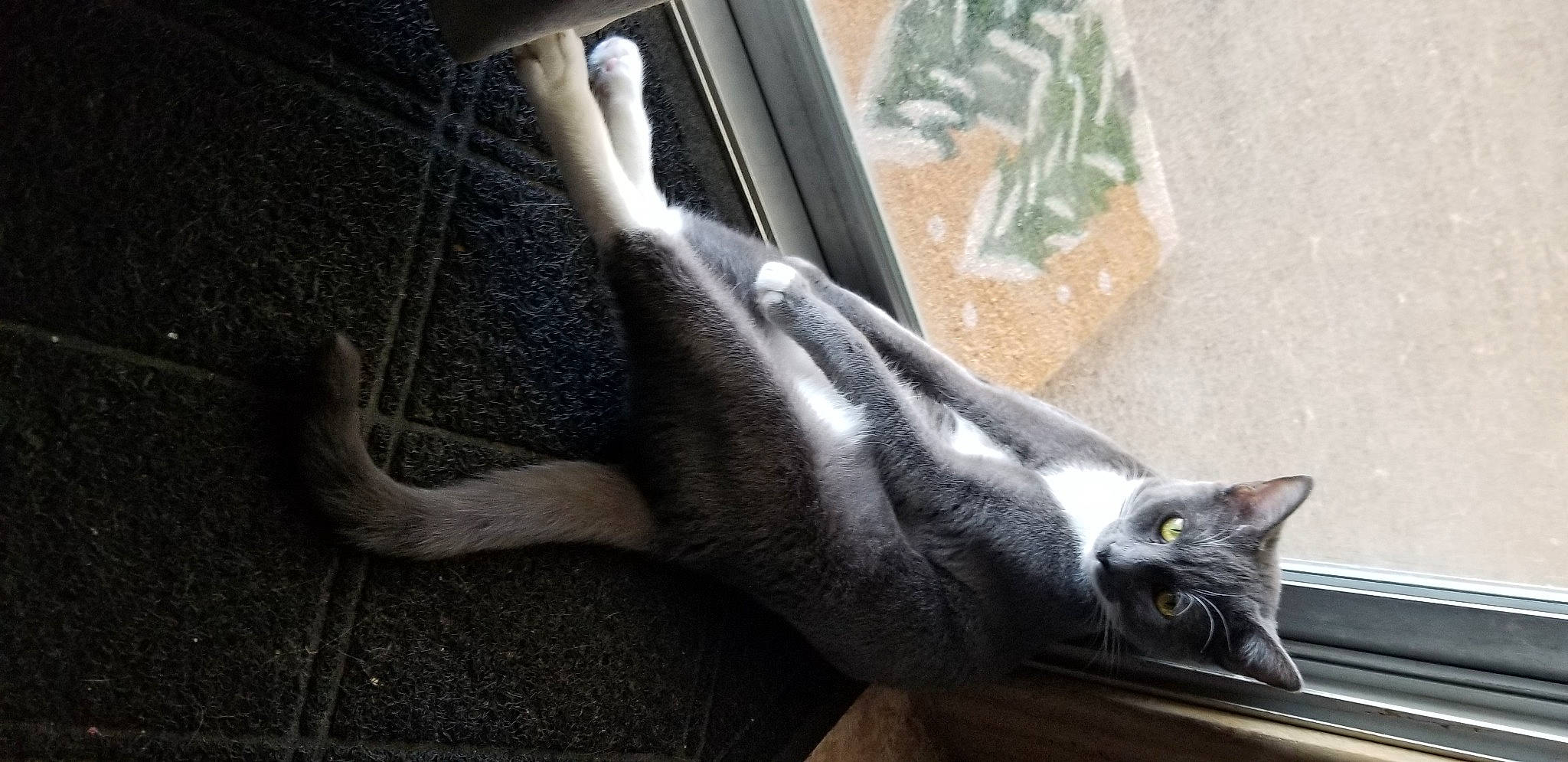 Dunkin joined the competition — help win amazing prizes! cat, claw, domestic_short_haired_cat, felidae, foot, fur, grey, houseplant, human_leg, plant, sitting, small_to_medium_sized_cats, snout, tail, terrestrial_animal, vehicle_door, whiskers, window, windshield