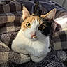 Nova Ramirez is registered to the contest to win money with this photo: cat, calico, pet, animal, feline, yellow_eyes, whiskers, fur, cute, cozy, blanket, indoor, relaxed, closeup, face, ears, soft_texture, sunlight, resting, comfort