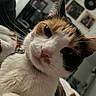 Nova Ramirez is registered to the contest to win money with this photo: cat, calico, close_up, pet, indoor, collar, bell, whiskers, fur, face, ears, eyes, nose, bed, blanket, wall_art, vinyl_records, furniture, home, cozy