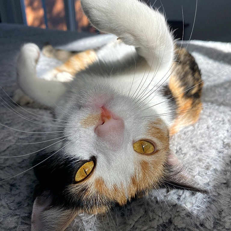 Nova Ramirez