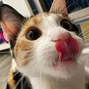 Nova Ramirez joined the competition — help win amazing prizes! cat, calico, close_up, tongue_out, curious, whiskers, ears, eyes, pet, animal, indoor, feline, cute, playful, fur, nose, portrait, muzzle, focus, household
