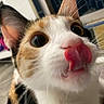cat, calico, close_up, tongue_out, curious, whiskers, ears, eyes, pet, animal, indoor, feline, cute, playful, fur, nose, portrait, muzzle, focus, household