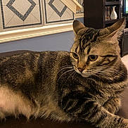 Indie is registered to the contest to win money with this photo: cat, tabby, indoor, feline, pet, animal, resting, wooden_surface, fur, whiskers, ears, eyes, living_room, tiles, pattern, shelf, television, curious, domestic, closeup