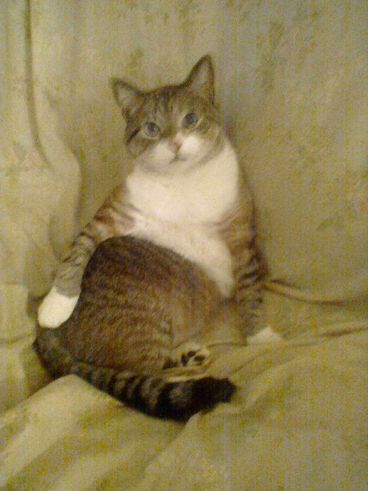 Frankie