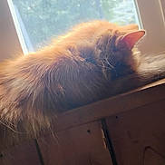 Kitty Kitty is registered to the contest to win money with this photo: animal, cat, cozy, daylight, feline, fluffy, fur, home, indoor, orange_cat, paw, pet, relaxed, resting, sleeping, sunlight, whiskers, window, windowsill, wood