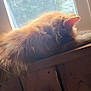 animal, cat, cozy, daylight, feline, fluffy, fur, home, indoor, orange_cat, paw, pet, relaxed, resting, sleeping, sunlight, whiskers, window, windowsill, wood