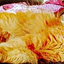 Kitty Kitty joined the competition — help win amazing prizes! bed, blanket, cat, closeup, comfort, cozy, cute, domestic_animal, feline, fluffy, fur, indoor, orange_cat, pet, pillow, relaxed, resting, sleeping, soft, whiskers
