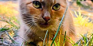 Kitty Kitty is registered to the contest to win money with this photo: adventure, animal, cat, close_up, curious, ears, feline, fluffy, garden, grass, green_eyes, ground, nature, orange_tabby, outdoor, pet, soft_focus, sunlight, whiskers, young_cat