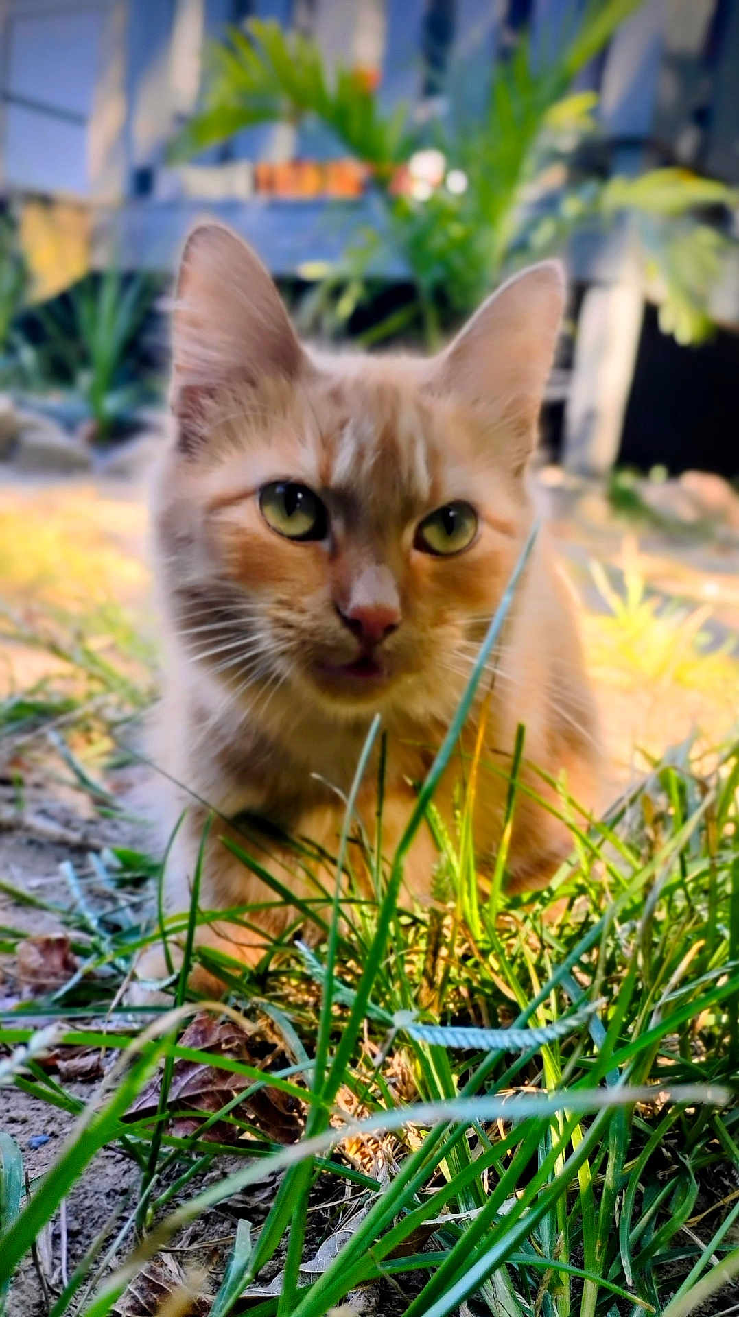 Kitty Kitty