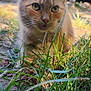 Kitty Kitty is registered to the contest to win money with this photo: alert, animal, blurred_background, cat, close_up, curious, daylight, ears, eyes, feline, fur, ginger_cat, grass, greenery, ground, nature, outdoor, pet, playful, whiskers