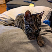 Leo joined the competition — help win amazing prizes! kitten, tabby, bow_tie, cat, pet, indoor, cushion, sofa, toy, furry, whiskers, ears, paws, curious, relaxed, living_room, furniture, cozy, small_animal, domestic_animal