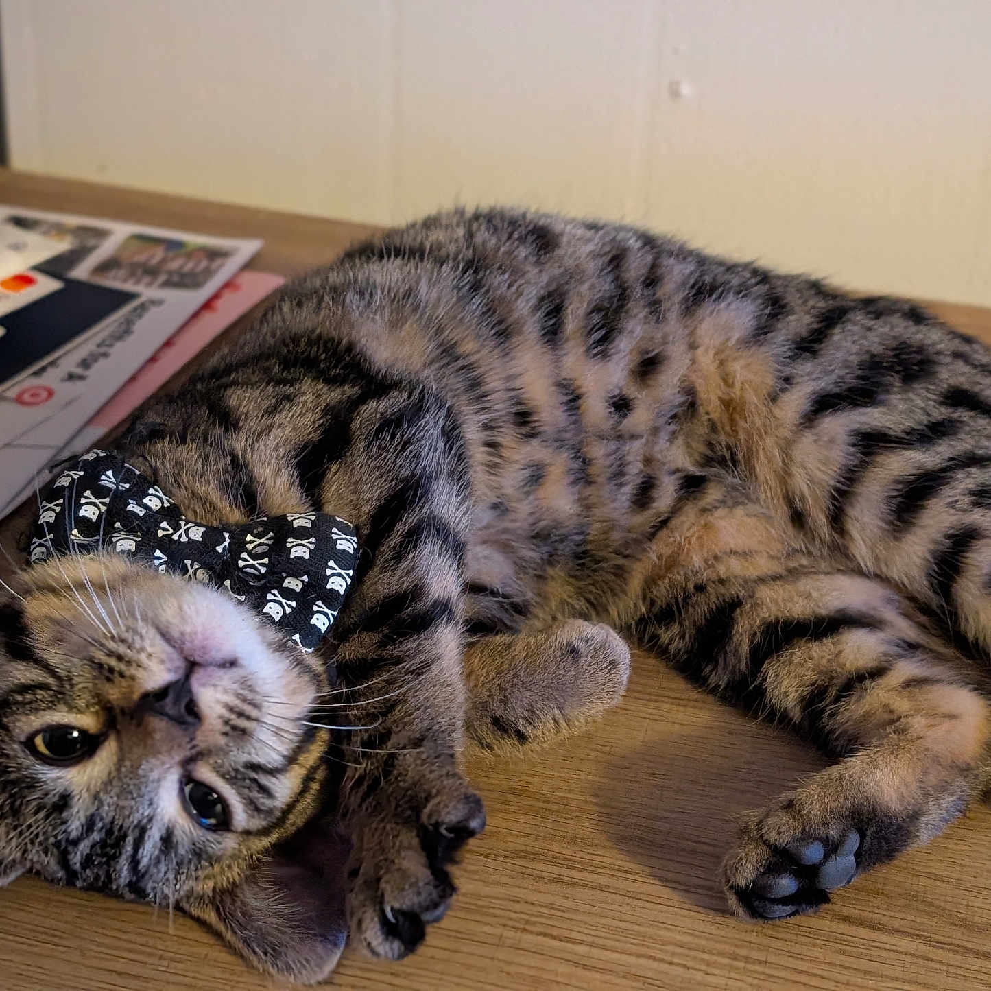 Leo is registered to the contest to win money with this photo: animal, bow_tie, cat, closeup, cute, feline, fur, indoor, kitten, lying_down, paw, pet, playful, relaxed, skull_pattern, striped, tabby, whiskers, wooden_surface, young