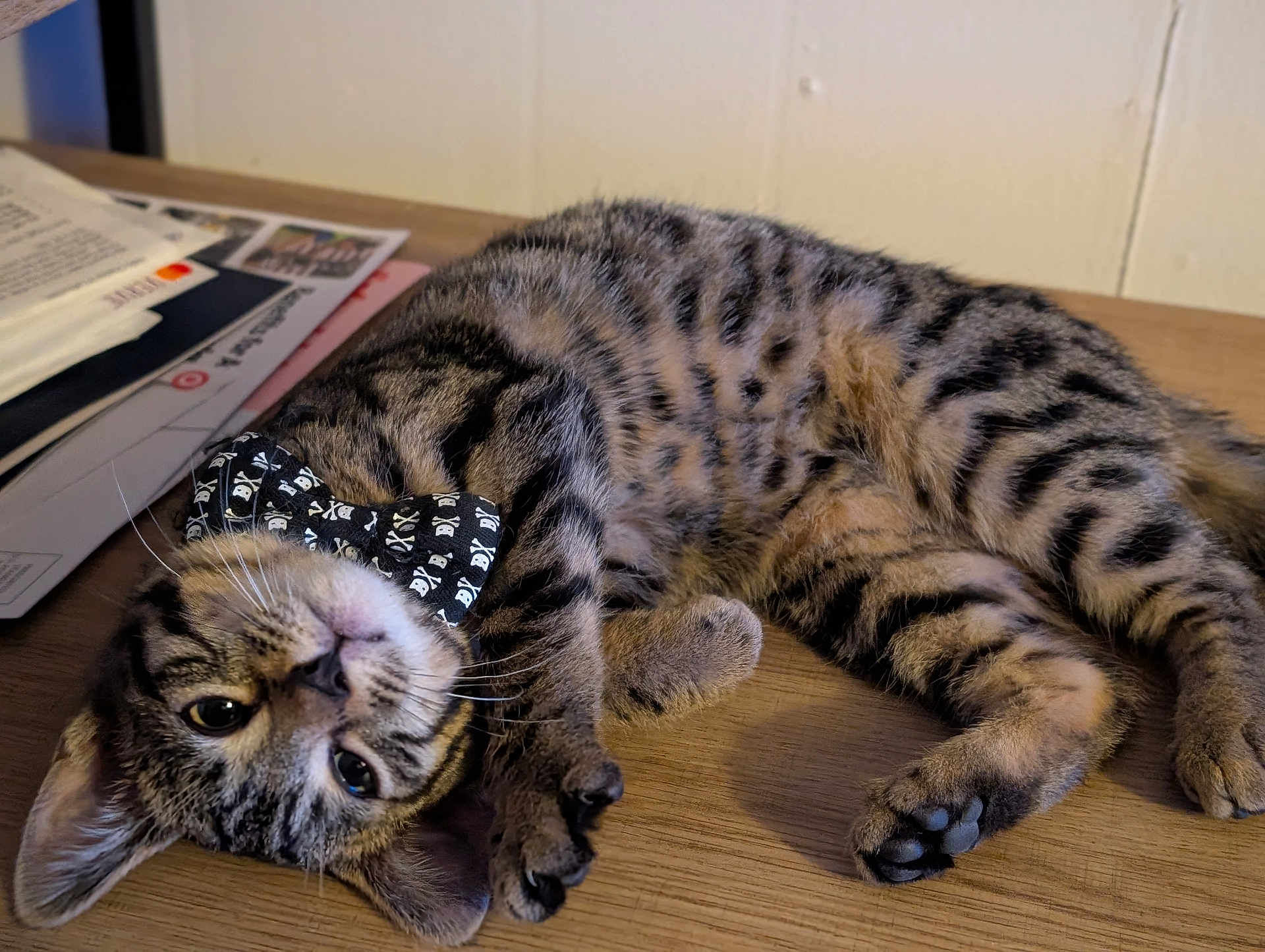 Leo is registered to the contest to win money with this photo: cat, kitten, tabby, bow_tie, skull_pattern, fur, whiskers, paw, wooden_surface, relaxed, cute, pet, animal, striped, indoor, playful, young, feline, closeup, lying_down