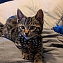 Leo is registered to the contest to win money with this photo: kitten, tabby, cat, bow_tie, pet, animal, cute, feline, indoor, resting, soft, blanket, whiskers, ears, paw, young, domestic, cozy, small, adorable
