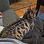 cat, animal, pet, lap, person, hand, couch, fabric, indoor, fur, spotted, pattern, home, carpet, wood_floor, relaxing, comfort, collar, sitting, casual