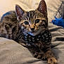 Leo is registered to the contest to win money with this photo: kitten, tabby, cat, bow_tie, pet, animal, feline, whiskers, soft_blanket, cute, indoor, toy, playful, young_cat, close_up, portrait, resting, gray, black, striped