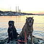animal, boats, canine, dock, dog, dogs, evening, happy, lake, leash, nature, outdoor, pet, reflections, rocks, shore, sky, smiling, sunset, water