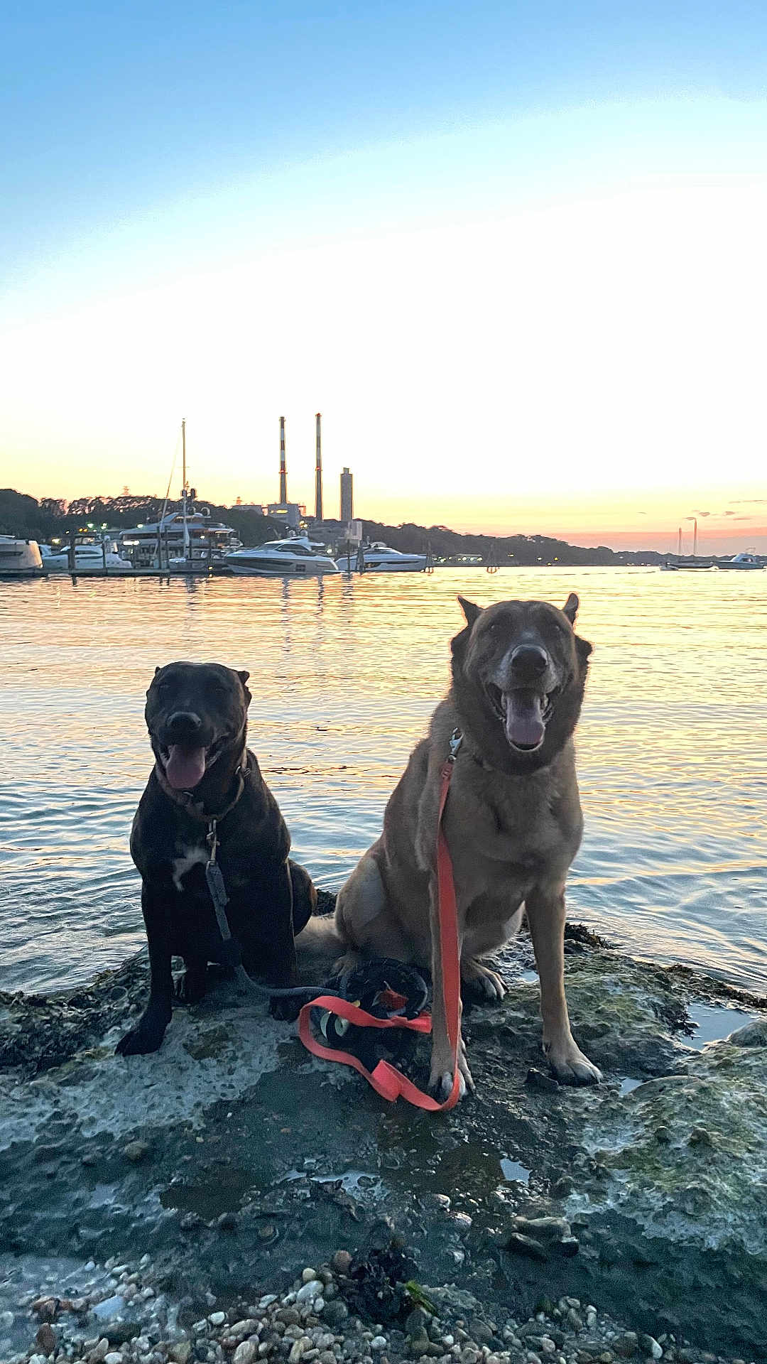 Nala-Henry joined the competition — help win amazing prizes! animal, boats, canine, dock, dog, dogs, evening, happy, lake, leash, nature, outdoor, pet, reflections, rocks, shore, sky, smiling, sunset, water
