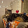 cat, tabby, feline, pet, animal, resting, blanket, patterned, cat_tree, string_lights, heart_decoration, indoor, cozy, cute, fur, whiskers, ears, relaxed, comfortable, warm_lighting