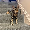 cat, tabby_cat, stairs, carpet, indoor, pet, animal, feline, curious, relaxed, stretching, paw, whiskers, ears, window, wall, home, domestic, fur, mammal
