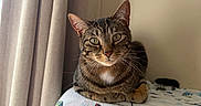 Louie joined the competition — help win amazing prizes! cat, tabby, pet, animal, indoor, blanket, curtains, window_light, striped_fur, resting, looking_at_camera, cozy, feline, whiskers, ears, eyes, soft_light, home, cute, relaxed