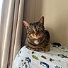 cat, tabby, pet, animal, indoor, blanket, curtains, window_light, striped_fur, resting, looking_at_camera, cozy, feline, whiskers, ears, eyes, soft_light, home, cute, relaxed