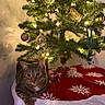 cat, tabby, christmas_tree, ornaments, lights, holiday, festive, tree_skirt, red, white, indoor, decorations, pet, animal, cozy, relaxed, feline, celebration, winter, seasonal